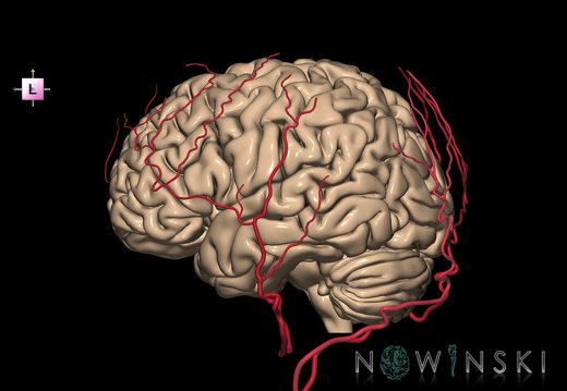 G2.T2-17.2.V2.C1.L0.Brain–Extracranial arteries