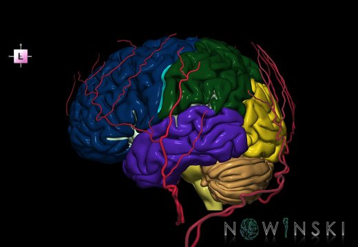 G2.T2-17.2.V2.C2.L0.Brain–Extracranial arteries