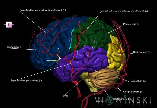 G2.T2-17.2.V2.C2.L1.Brain–Extracranial arteries