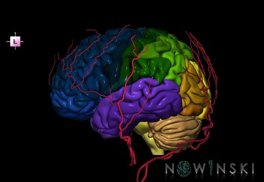 G2.T2-17.2.V2.C3-2.L0.Brain–Extracranial arteries
