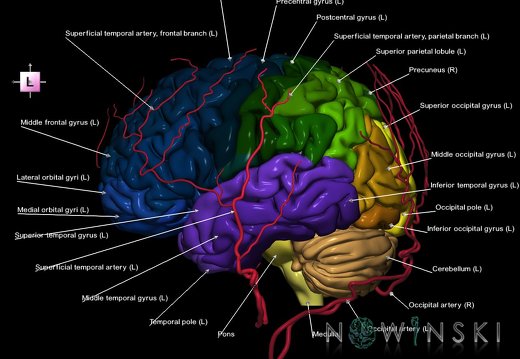 G2.T2-17.2.V2.C3-2.L1.Brain–Extracranial arteries
