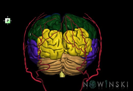 G2.T2-17.2.V3.C2.L0.Brain–Extracranial arteries