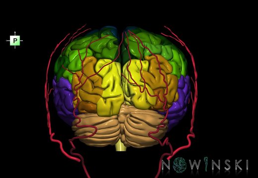 G2.T2-17.2.V3.C3-2.L0.Brain–Extracranial arteries