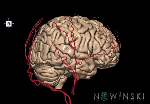 G2.T2-17.2.V4.C1.L0.Brain–Extracranial arteries