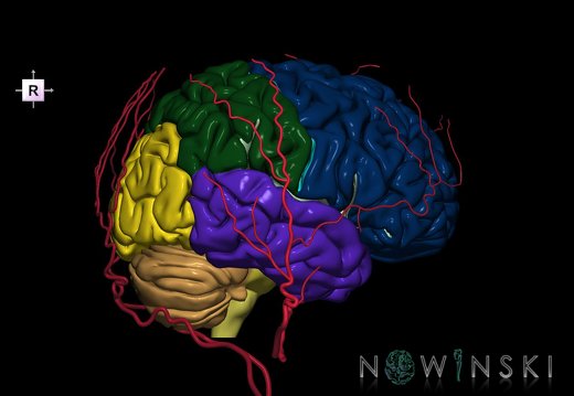 G2.T2-17.2.V4.C2.L0.Brain–Extracranial arteries