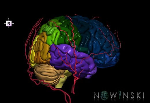 G2T2-17.2.Brain-ExtracranialArteries