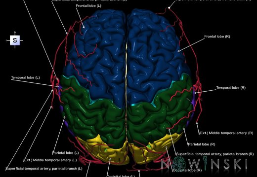 G2.T2-17.2.V5.C2.L1.Brain–Extracranial arteries