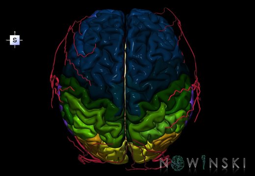 G2.T2-17.2.V5.C3-2.L0.Brain–Extracranial arteries
