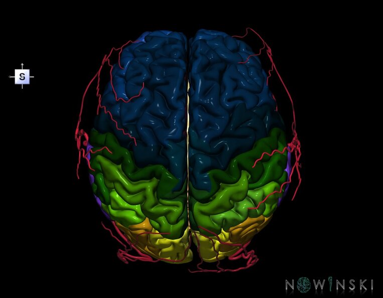 G2.T2-17.2.V5.C3-2.L0.Brain–Extracranial_arteries.tiff