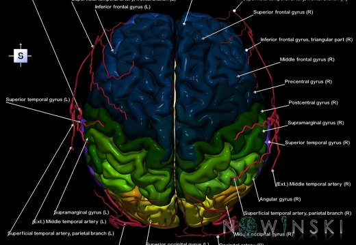 G2.T2-17.2.V5.C3-2.L1.Brain–Extracranial arteries