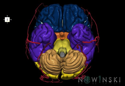 G2.T2-17.2.V6.C2.L0.Brain–Extracranial arteries