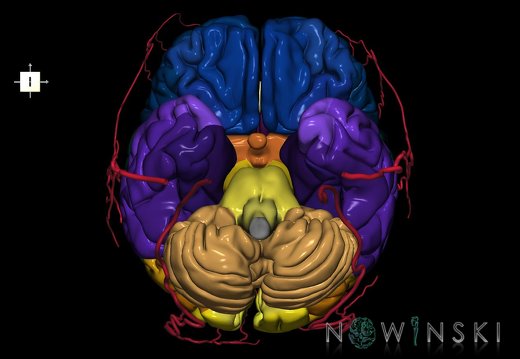 G2.T2-17.2.V6.C3-2.L0.Brain–Extracranial arteries