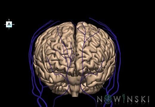 G2.T2-18.2.V1.C1.L0.Brain–Extracranial veins