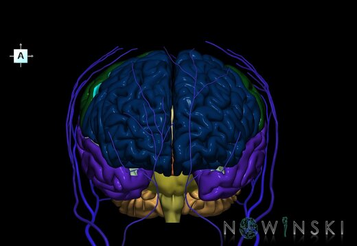G2.T2-18.2.V1.C2.L0.Brain–Extracranial veins