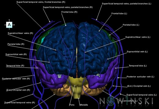 G2.T2-18.2.V1.C2.L1.Brain–Extracranial veins