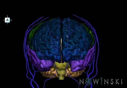 G2.T2-18.2.V1.C3-2.L0.Brain–Extracranial veins