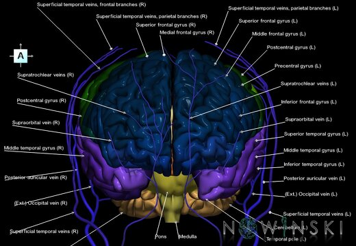 G2.T2-18.2.V1.C3-2.L1.Brain–Extracranial veins