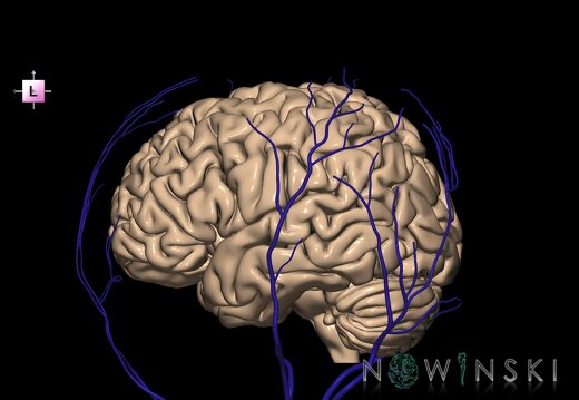 G2.T2-18.2.V2.C1.L0.Brain–Extracranial veins