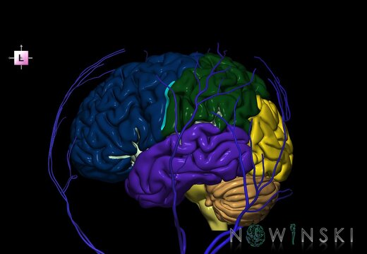 G2.T2-18.2.V2.C2.L0.Brain–Extracranial veins