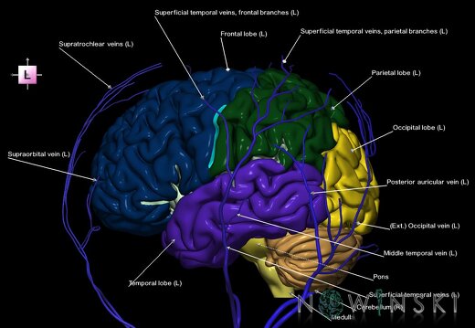 G2.T2-18.2.V2.C2.L1.Brain–Extracranial veins