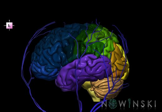 G2.T2-18.2.V2.C3-2.L0.Brain–Extracranial veins