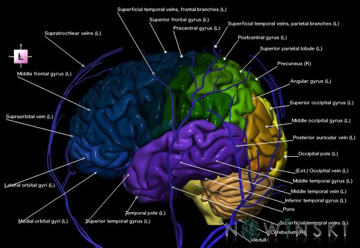 G2.T2-18.2.V2.C3-2.L1.Brain–Extracranial veins