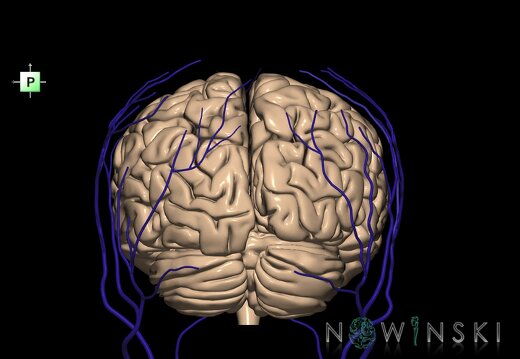 G2.T2-18.2.V3.C1.L0.Brain–Extracranial veins