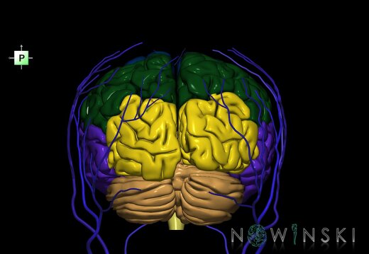 G2.T2-18.2.V3.C2.L0.Brain–Extracranial veins