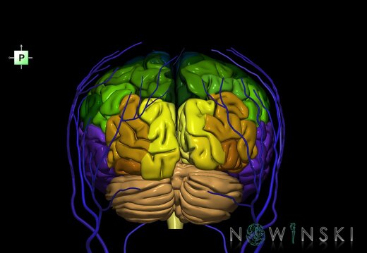 G2.T2-18.2.V3.C3-2.L0.Brain–Extracranial veins