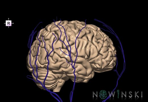 G2.T2-18.2.V4.C1.L0.Brain–Extracranial veins