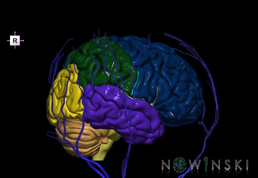 G2.T2-18.2.V4.C2.L0.Brain–Extracranial veins