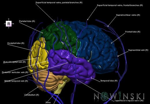 G2.T2-18.2.V4.C2.L1.Brain–Extracranial veins