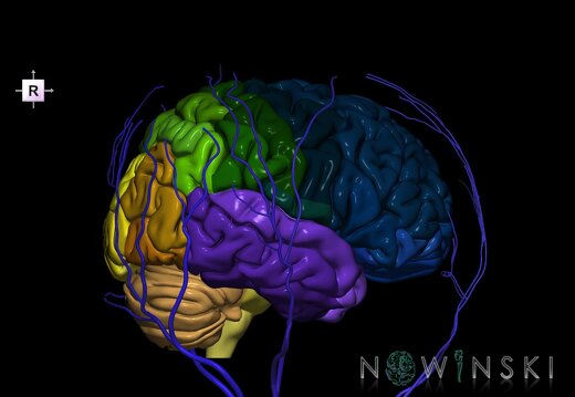G2.T2-18.2.V4.C3-2.L0.Brain–Extracranial veins