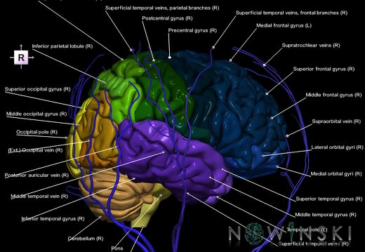 G2.T2-18.2.V4.C3-2.L1.Brain–Extracranial veins