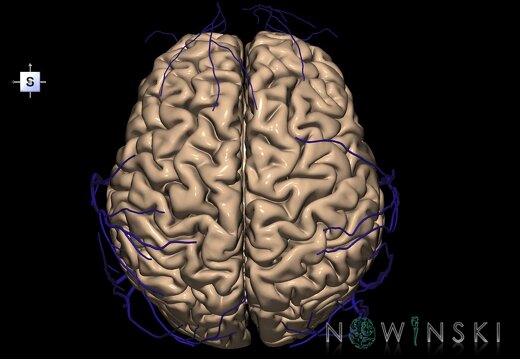 G2.T2-18.2.V5.C1.L0.Brain–Extracranial veins