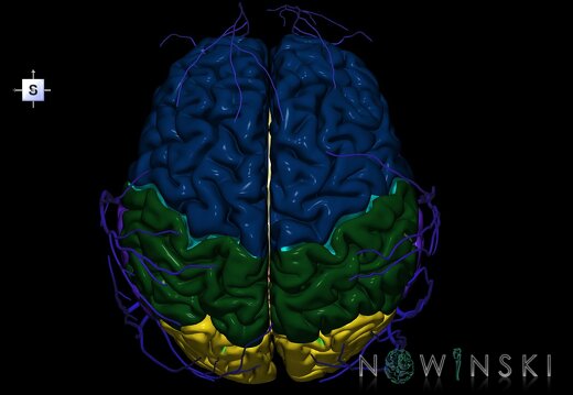 G2.T2-18.2.V5.C2.L0.Brain–Extracranial veins