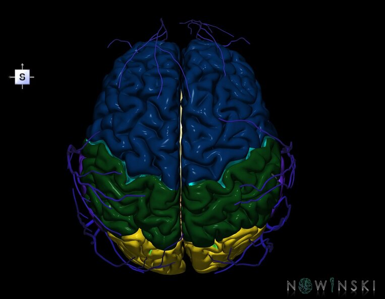 G2.T2-18.2.V5.C2.L0.Brain–Extracranial_veins.tiff