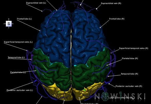 G2.T2-18.2.V5.C2.L1.Brain–Extracranial veins