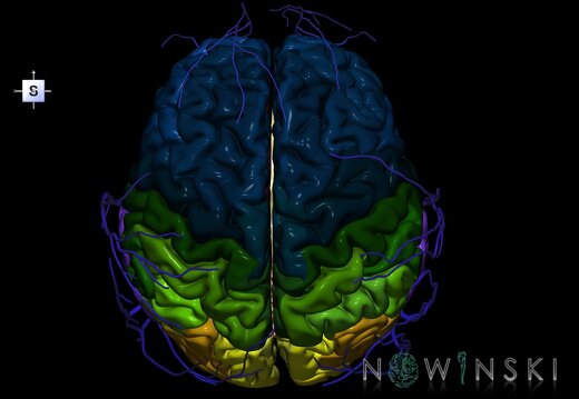 G2.T2-18.2.V5.C3-2.L0.Brain–Extracranial veins