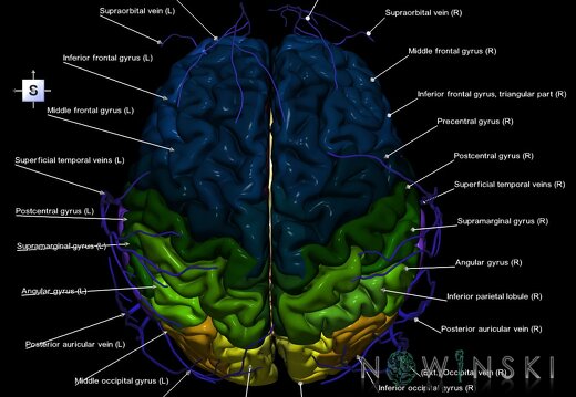 G2.T2-18.2.V5.C3-2.L1.Brain–Extracranial veins