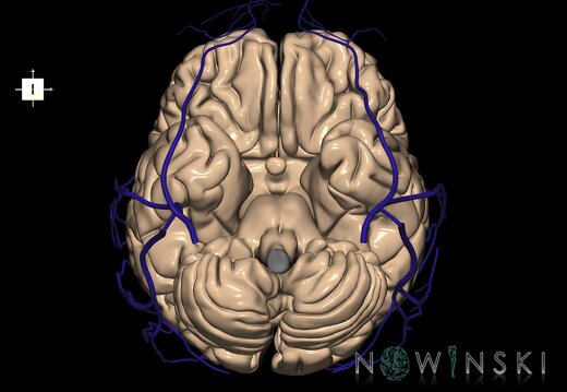 G2.T2-18.2.V6.C1.L0.Brain–Extracranial veins