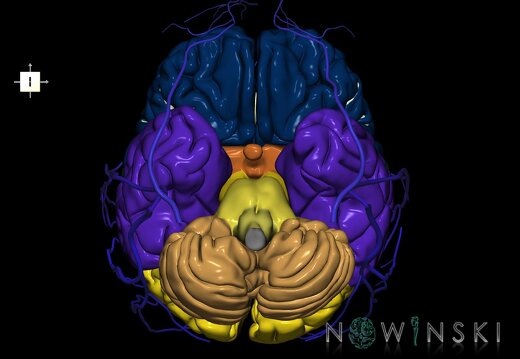 G2.T2-18.2.V6.C2.L0.Brain–Extracranial veins