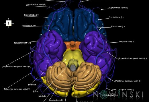 G2.T2-18.2.V6.C2.L1.Brain–Extracranial veins