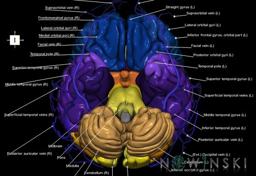 G2.T2-18.2.V6.C3-2.L1.Brain–Extracranial veins