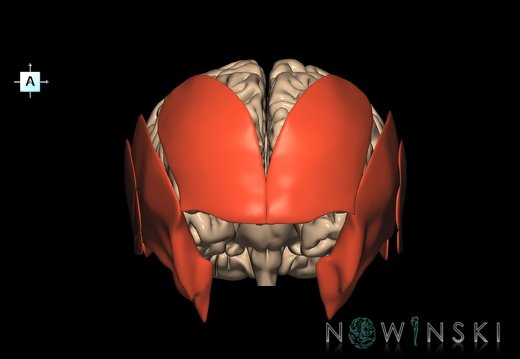 G2.T2-20.1.V1.C1.L0.Brain–Head muscles