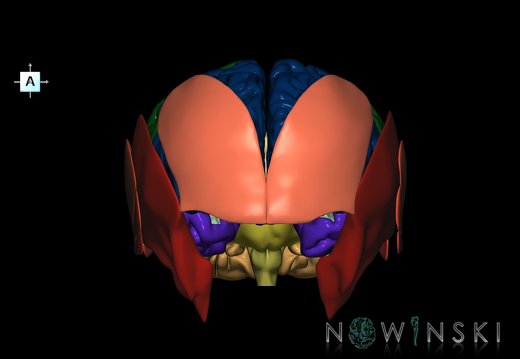 G2.T2-20.1.V1.C2.L0.Brain–Head muscles