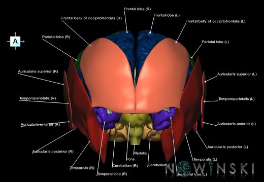 G2.T2-20.1.V1.C2.L1.Brain–Head muscles