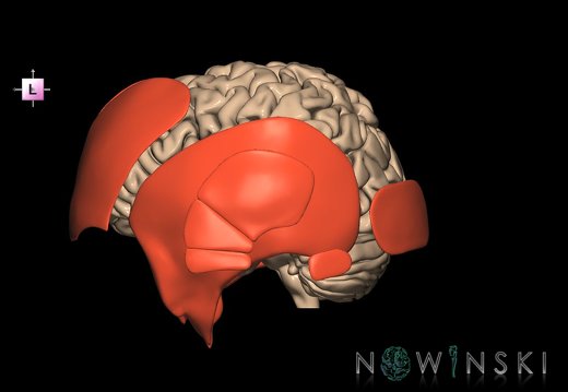 G2.T2-20.1.V2.C1.L0.Brain–Head muscles