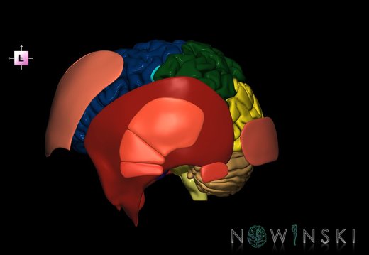 G2.T2-20.1.V2.C2.L0.Brain–Head muscles