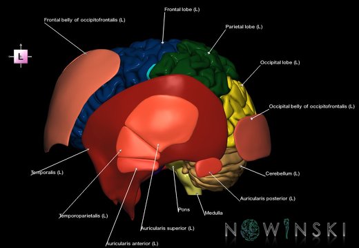 G2.T2-20.1.V2.C2.L1.Brain–Head muscles